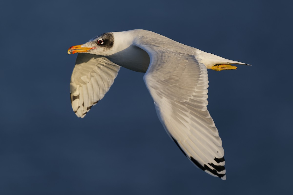 Черноголовый хохотун - ML648382513