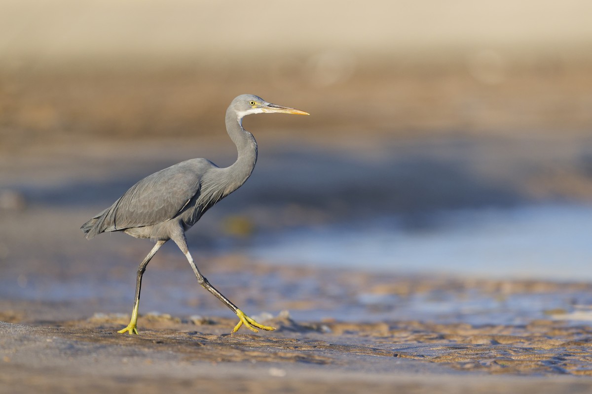 Западная рифовая цапля - ML648382591