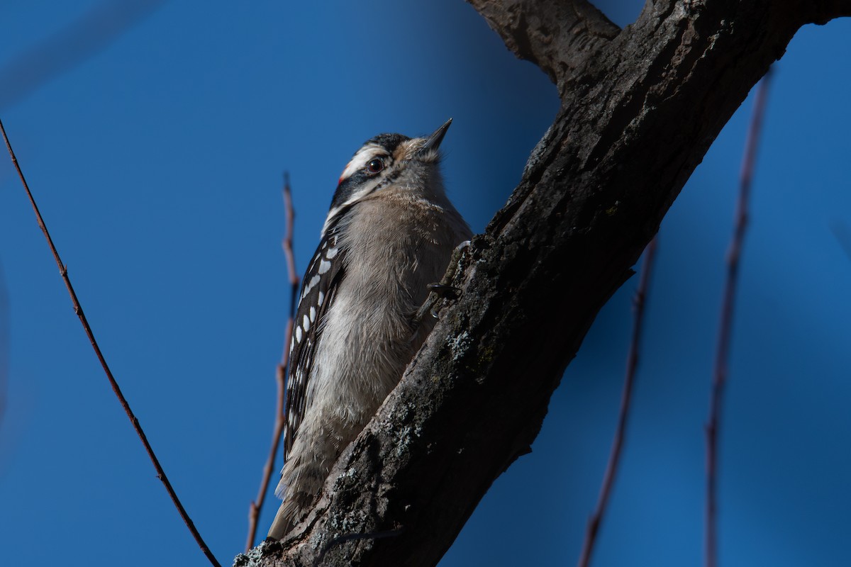 Downy Woodpecker - ML648382813