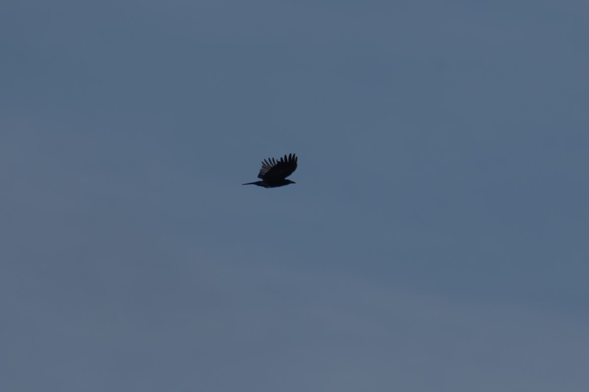 American Crow - ML648382817