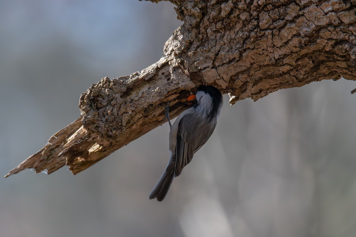 Carolina Chickadee - ML648382830