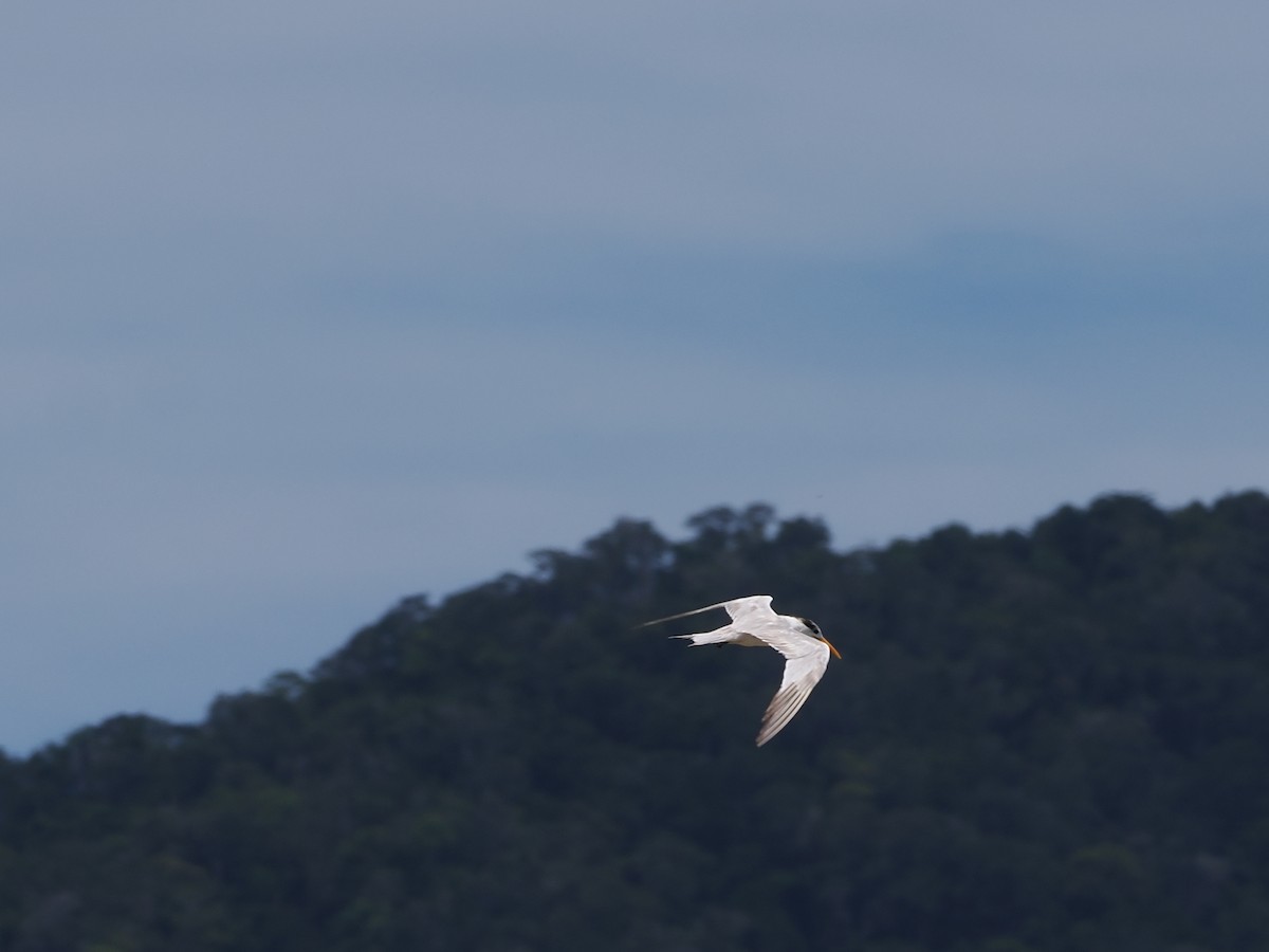 Крячок жовтодзьобий - ML648382832