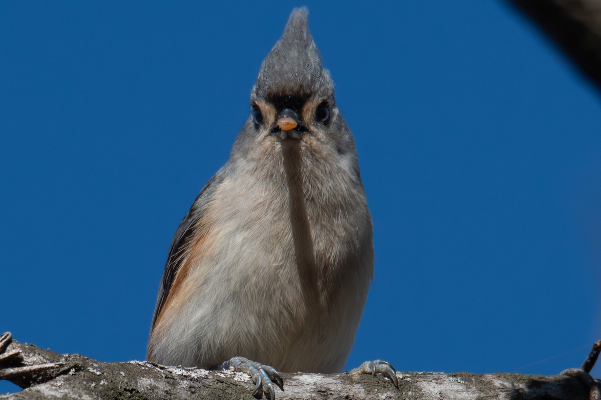 Tufted Titmouse - ML648382851