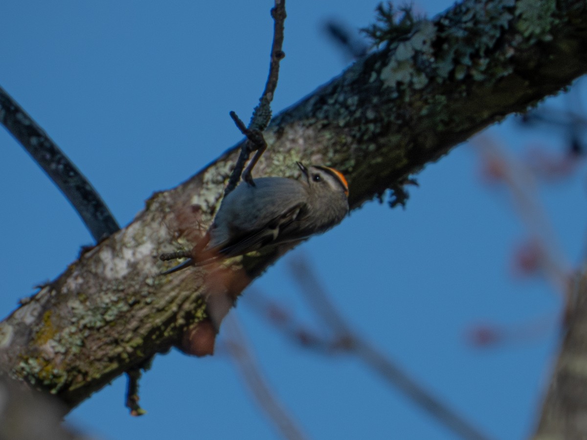 Golden-crowned Kinglet - ML648382890