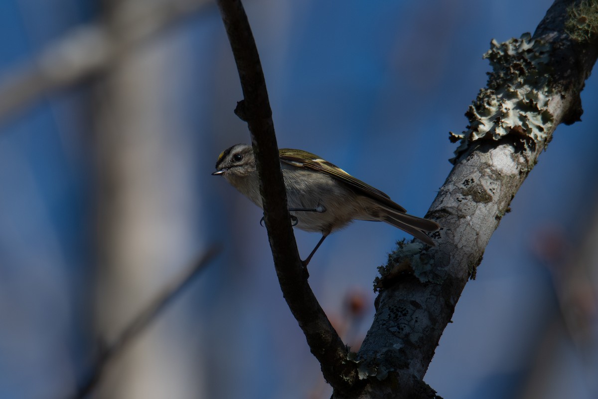 Golden-crowned Kinglet - ML648382905