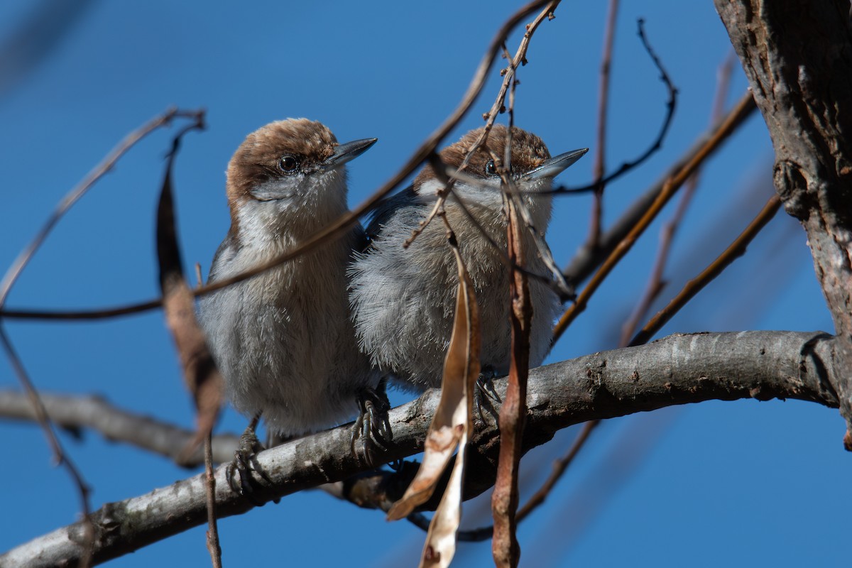 Brown-headed Nuthatch - ML648382949