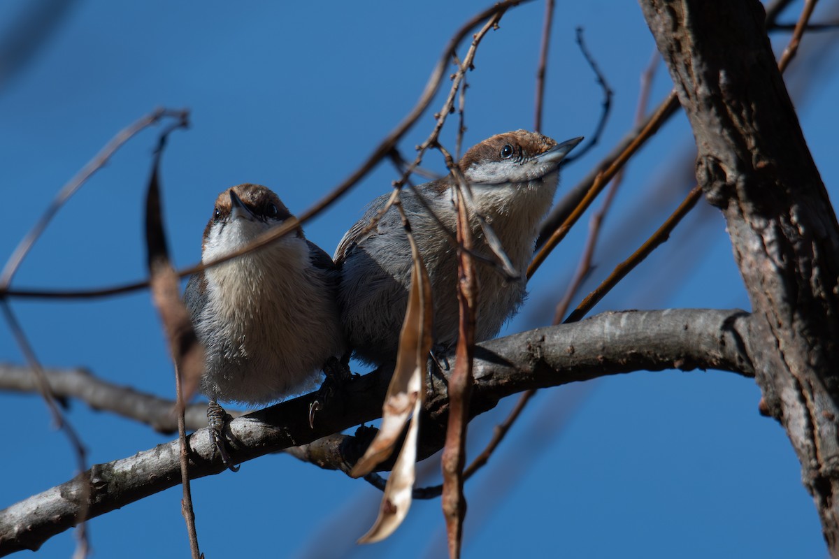 Brown-headed Nuthatch - ML648382950