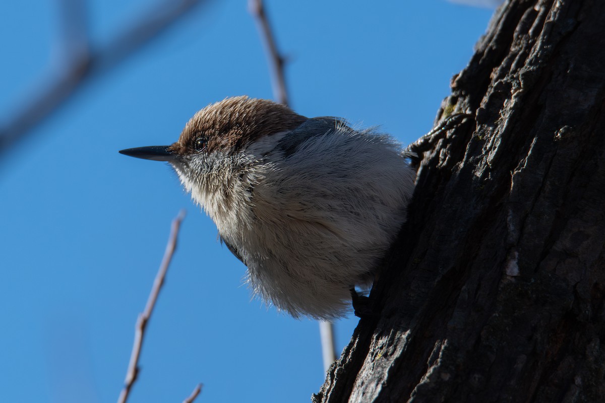 Brown-headed Nuthatch - ML648382951