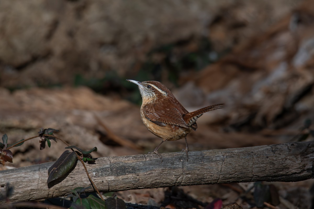 Carolina Wren - ML648382976