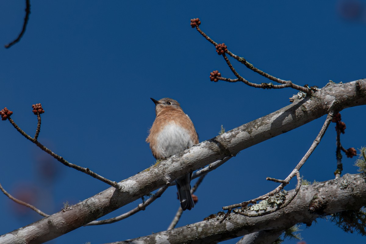 Eastern Bluebird - ML648383013