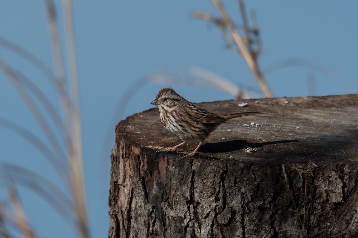 Song Sparrow - ML648383043