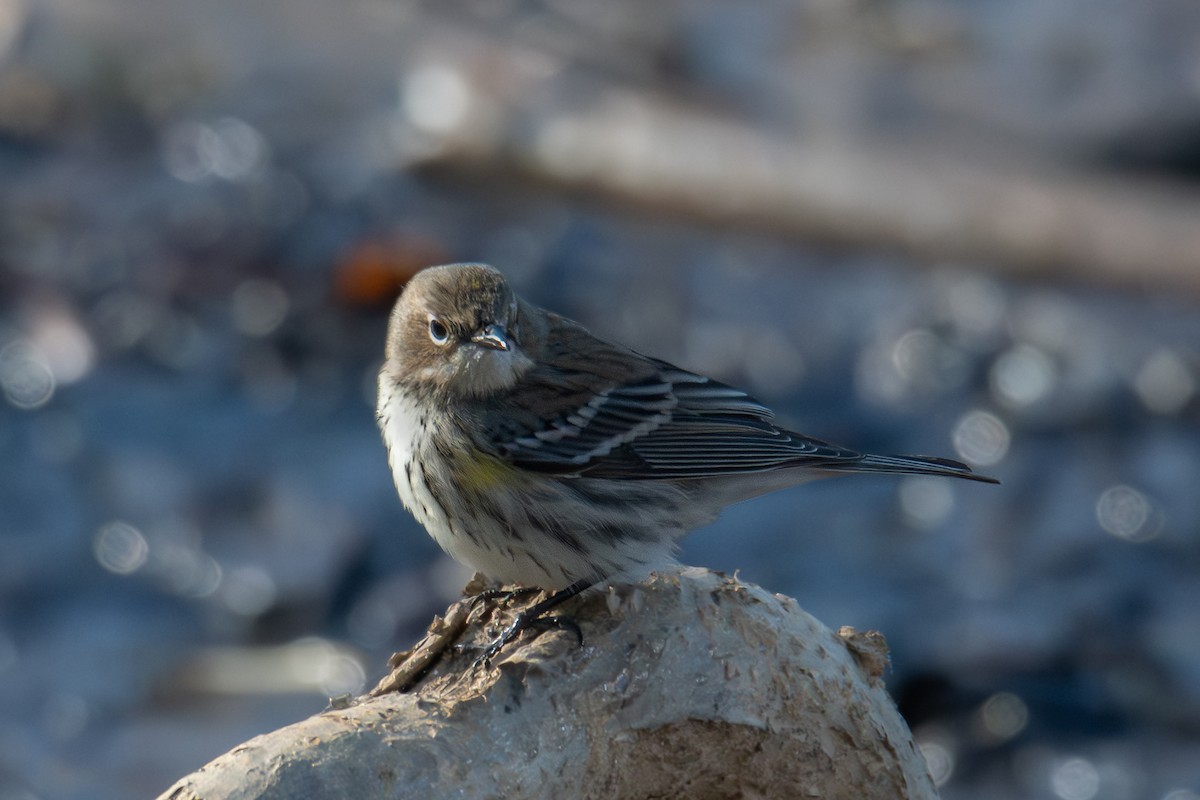Yellow-rumped Warbler - ML648383068