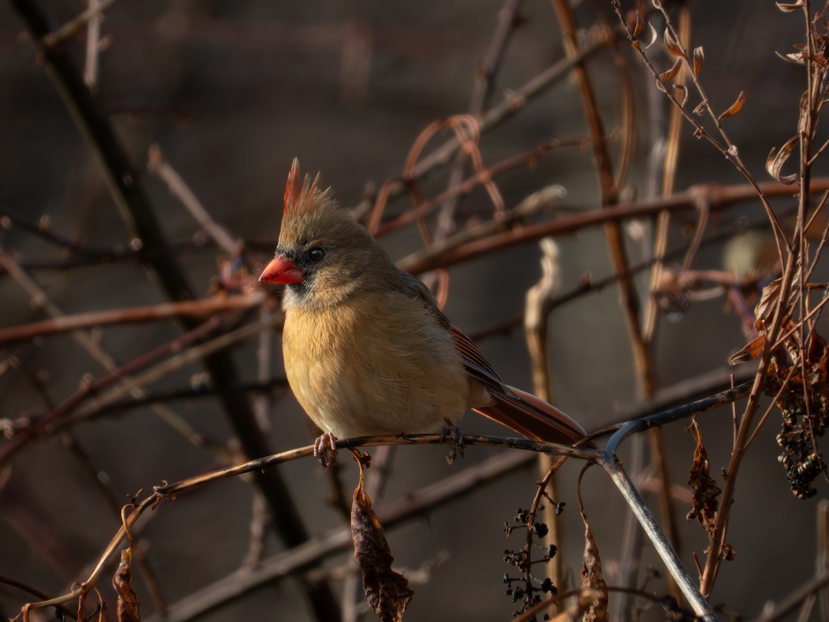 Northern Cardinal - ML648383075