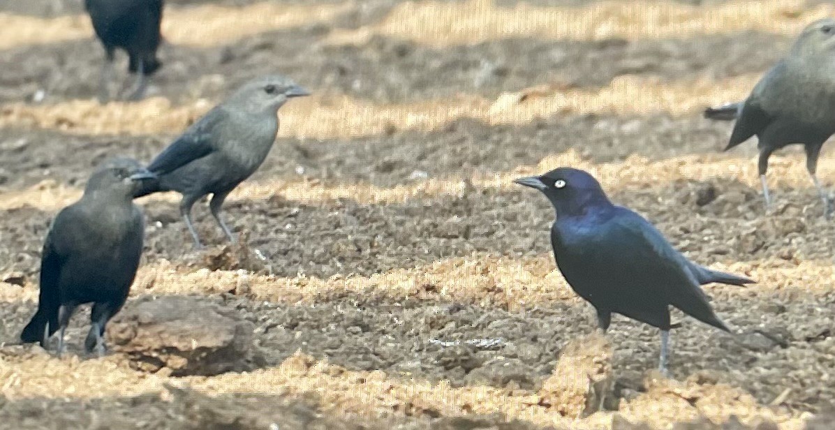 Brewer's Blackbird - ML648383225
