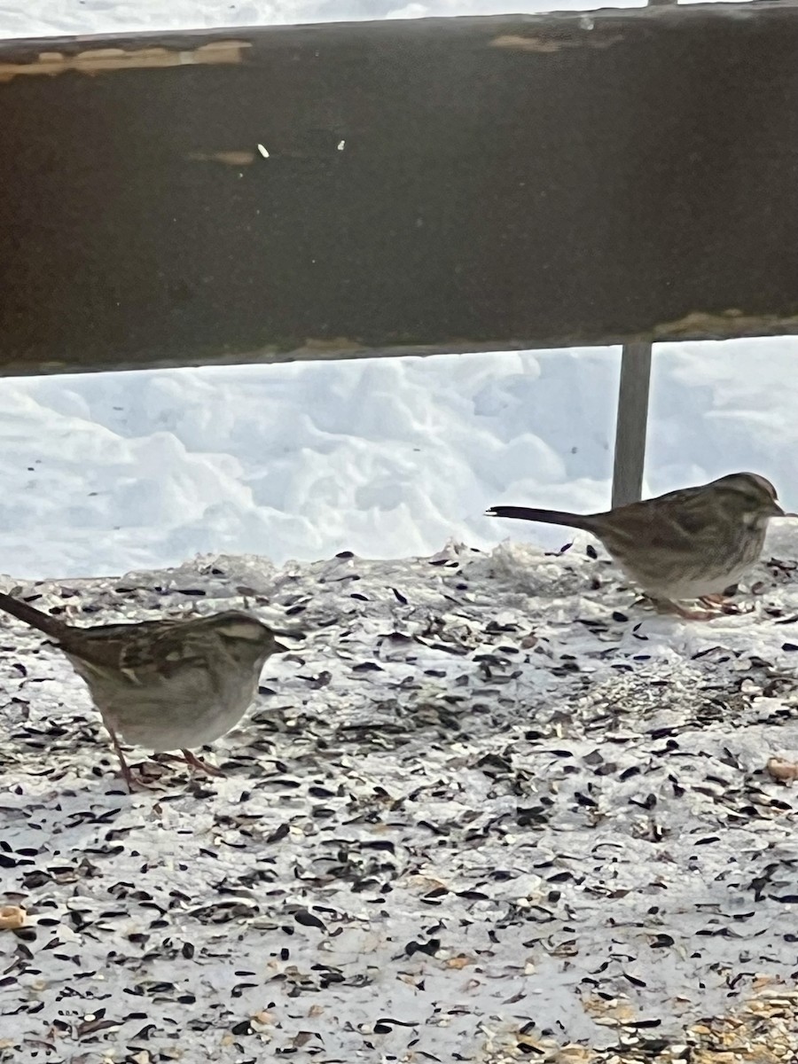 hvitstrupespurv - ML648383394