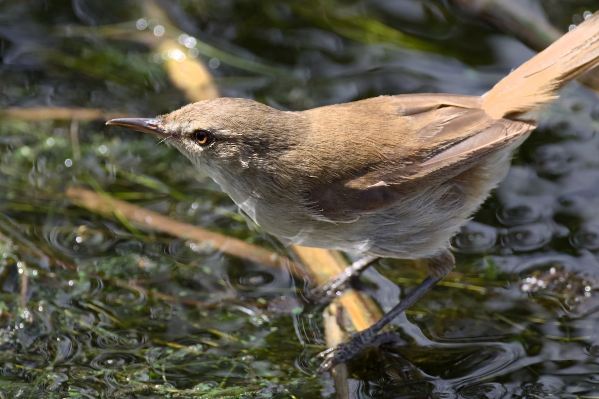 Lesser Swamp Warbler - ML648384088