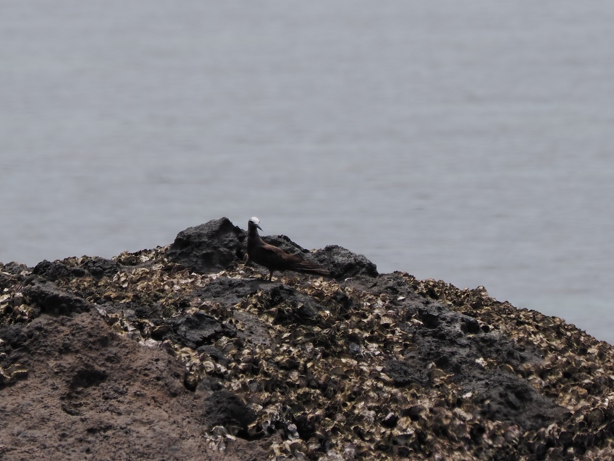 Крячок тонкодзьобий - ML648384583