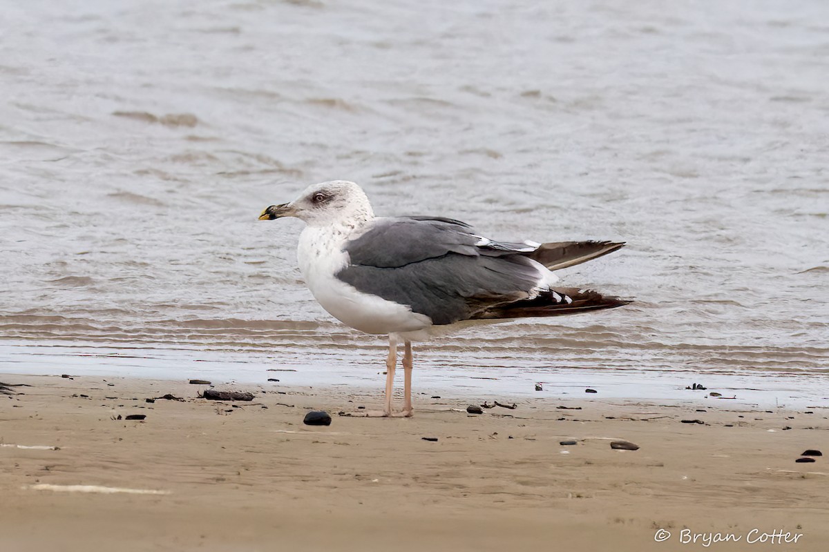 Lesser Black-backed Gull - ML648384843