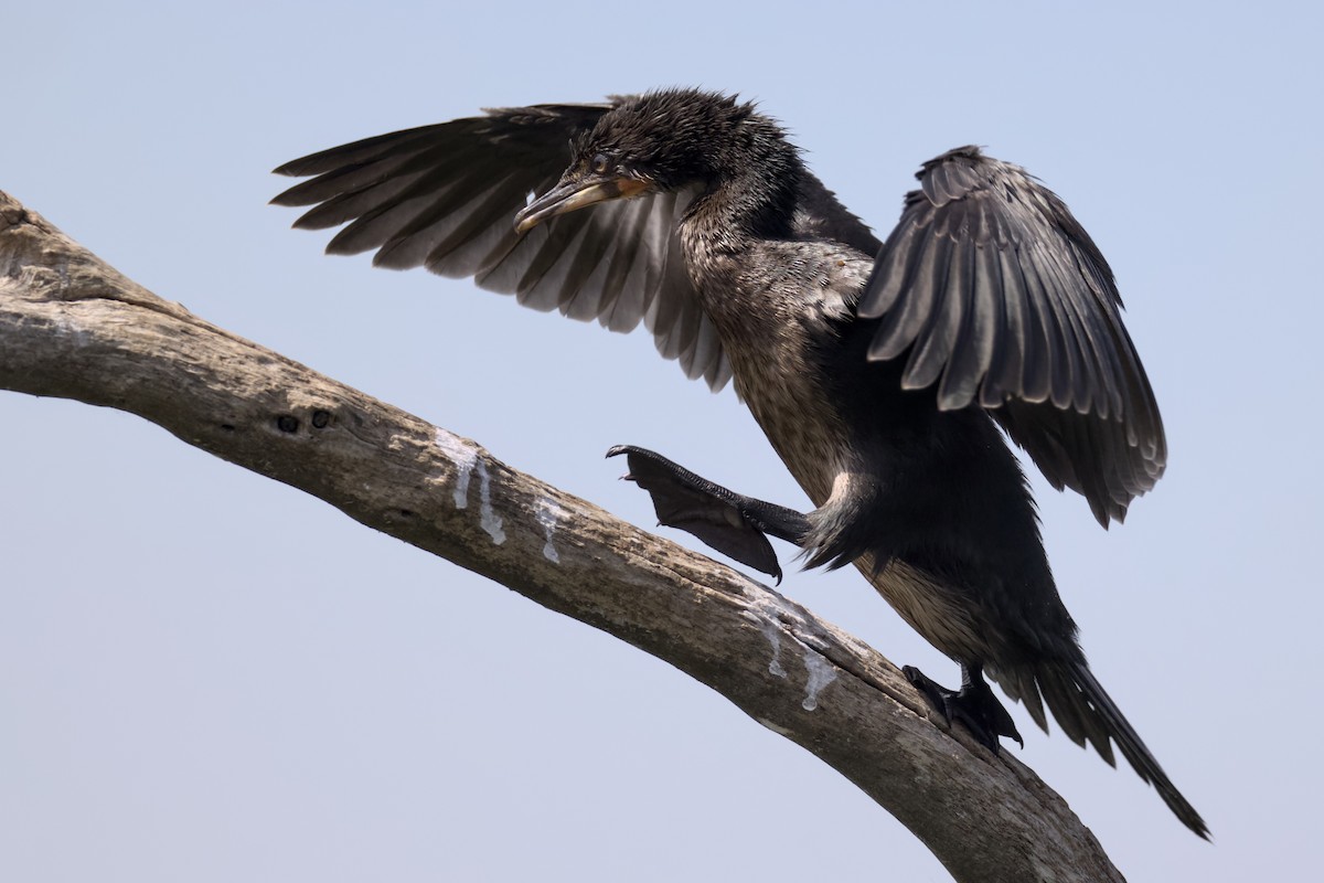 Reed Cormorant - ML648384909