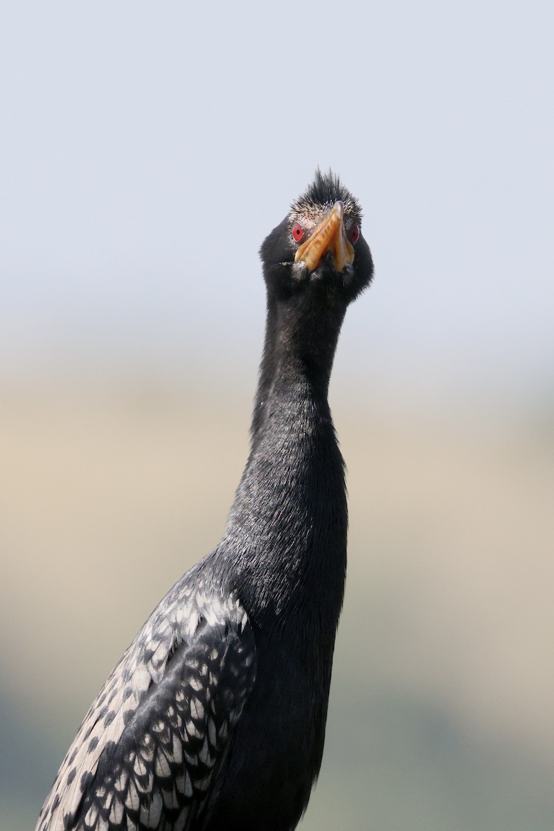 Reed Cormorant - ML648384910
