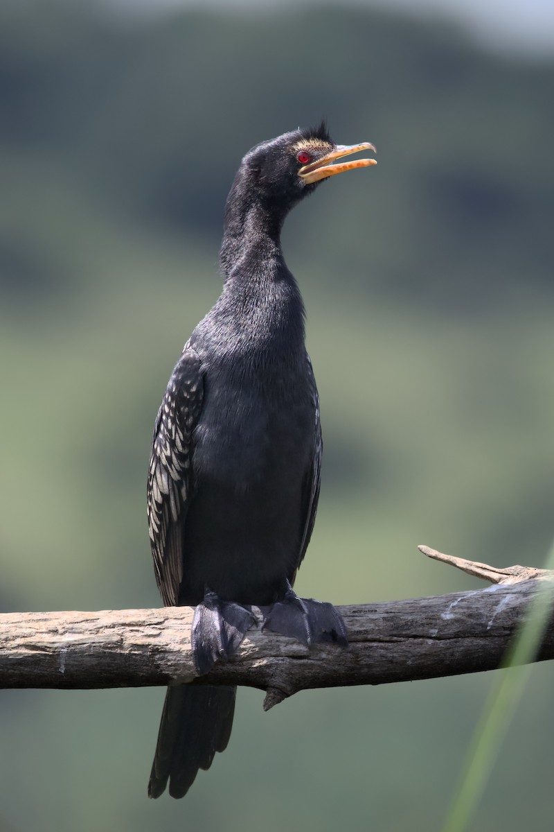 Reed Cormorant - ML648384911