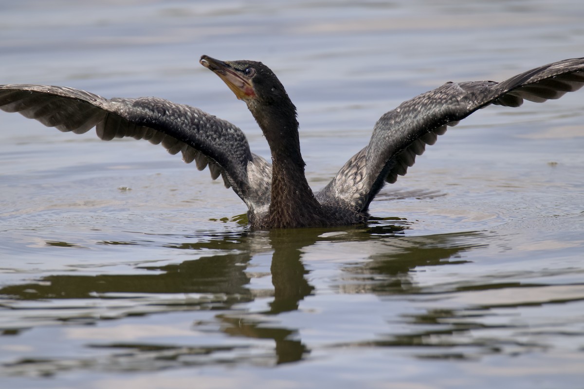 Reed Cormorant - ML648384912