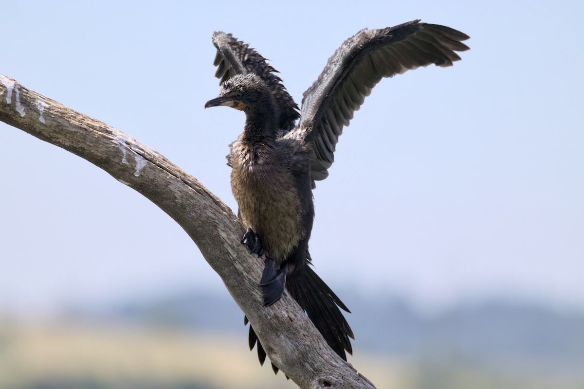 Reed Cormorant - ML648384913