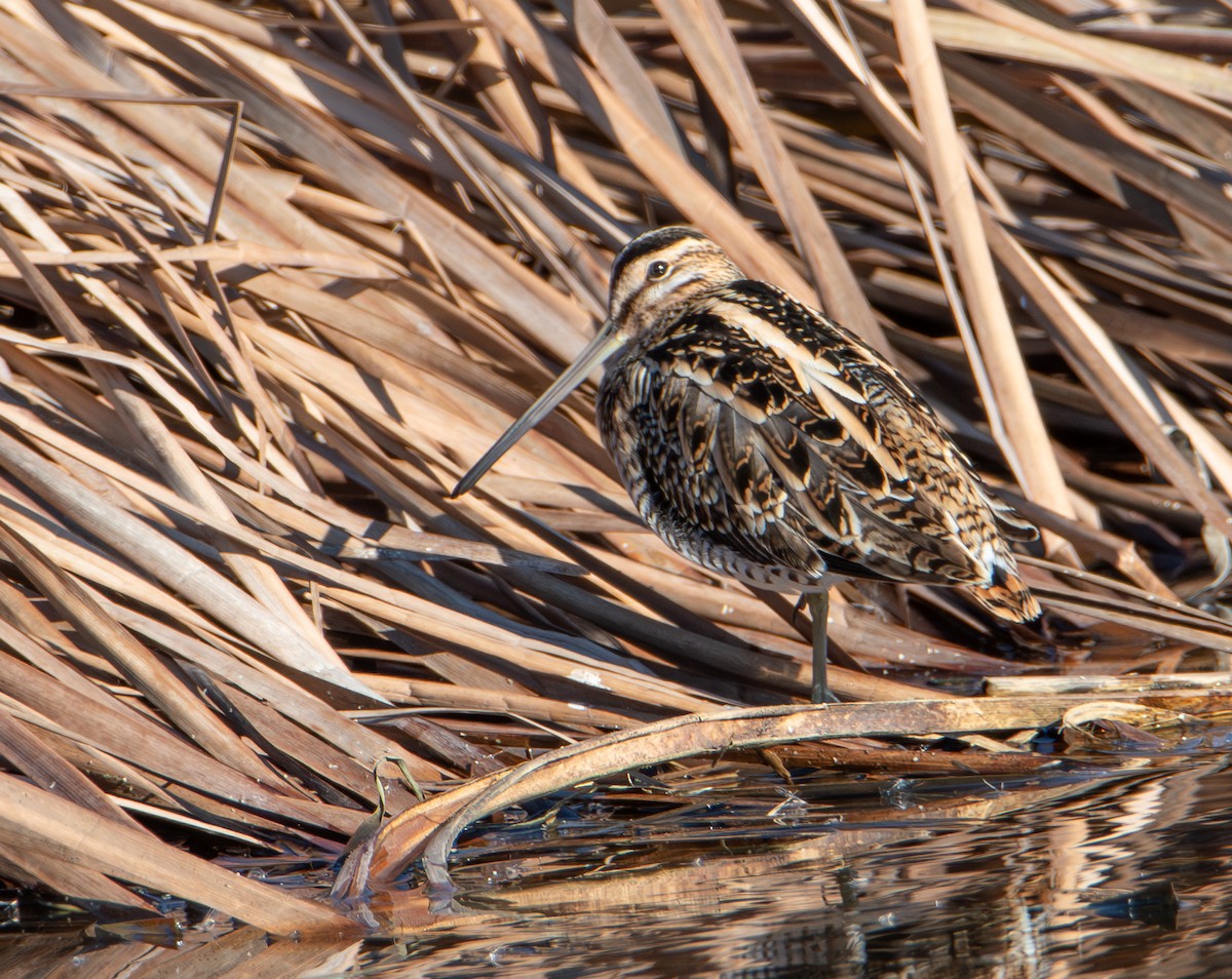 Common Snipe - ML648384928