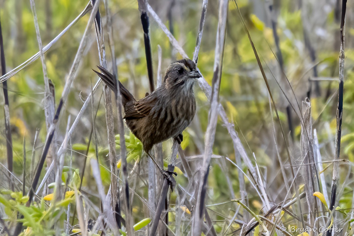 Seaside Sparrow - ML648384949
