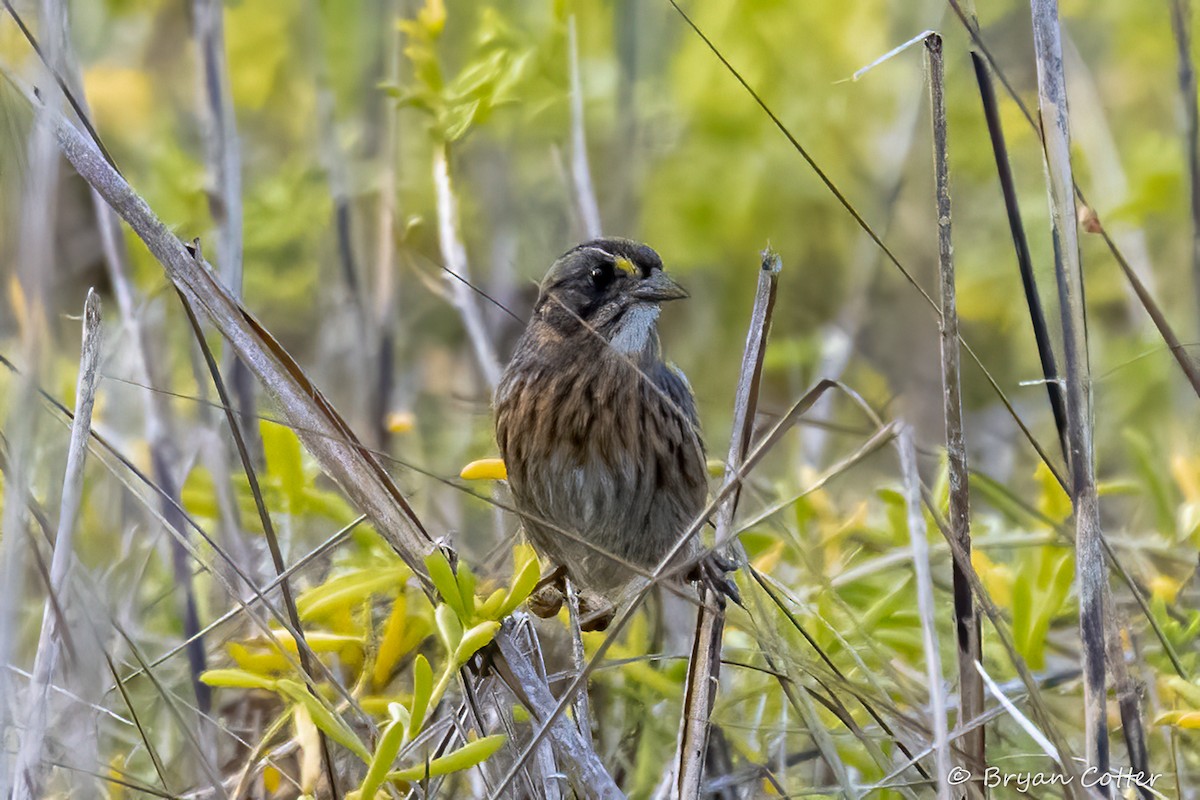 Seaside Sparrow - ML648385063