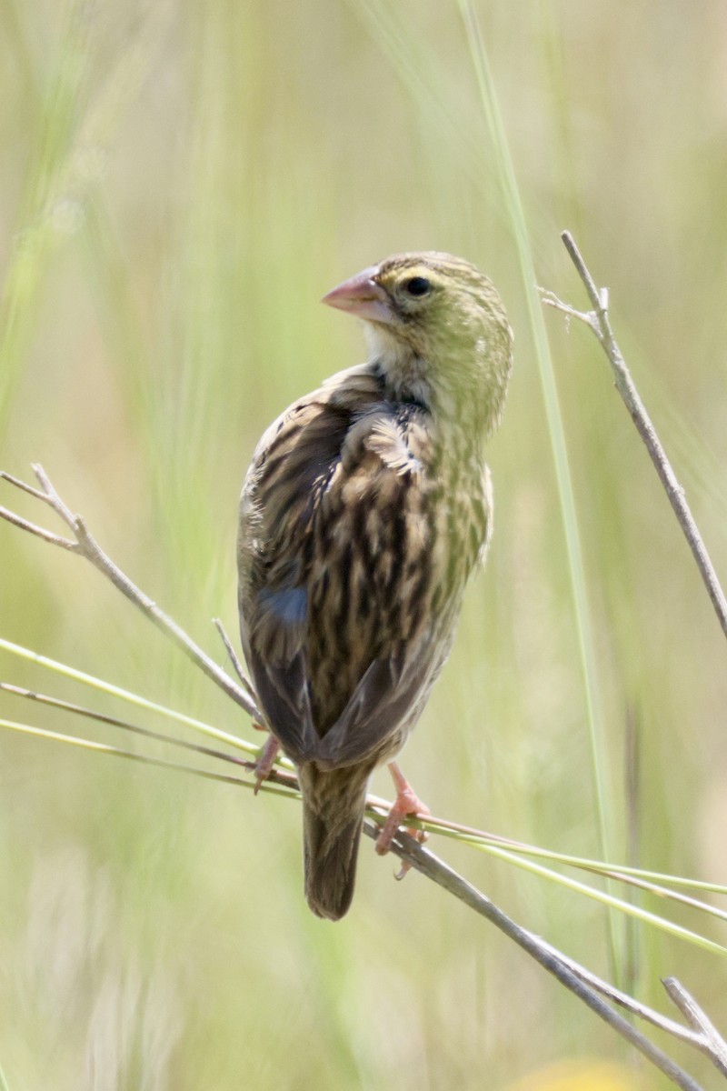 Southern Red Bishop - ML648385077