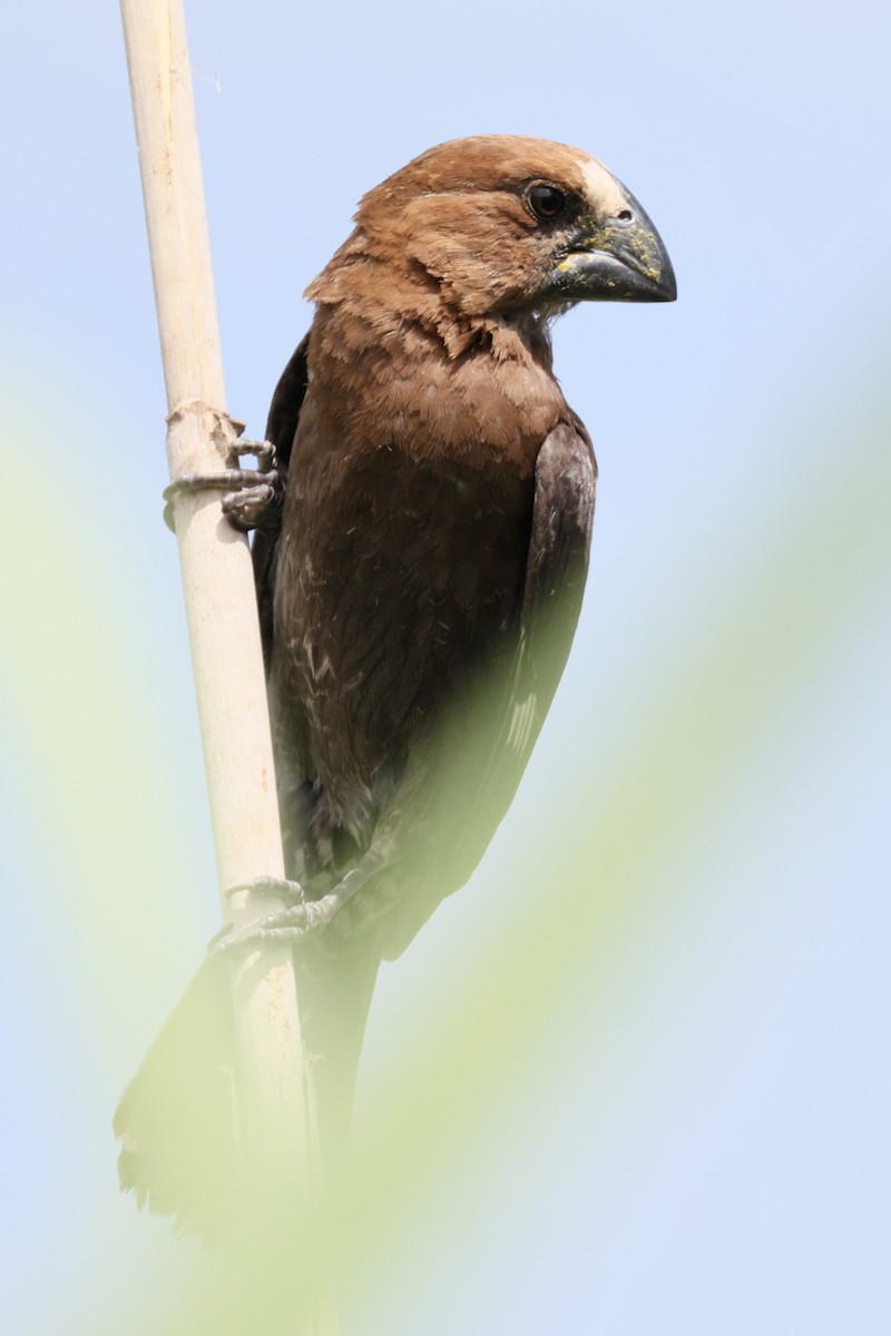 Grosbeak Weaver - ML648385091