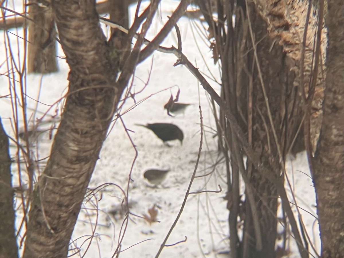 Pas Rengi Karatavuk - ML648385166