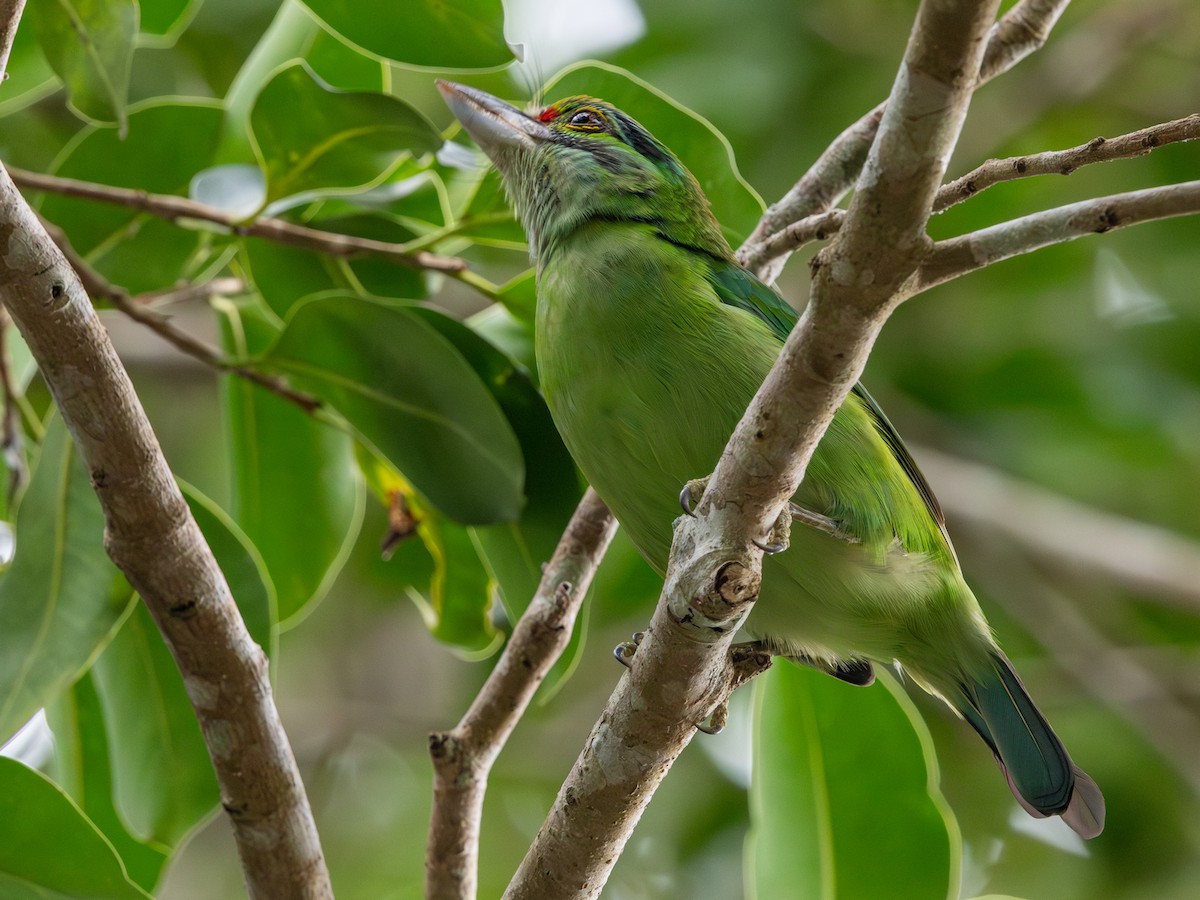 Sürmeli Barbet - ML648385214