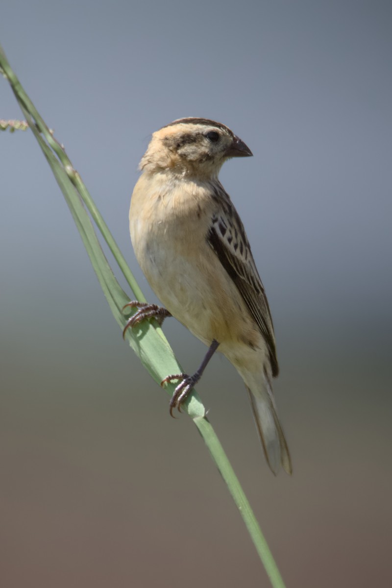 Pin-tailed Whydah - ML648385483