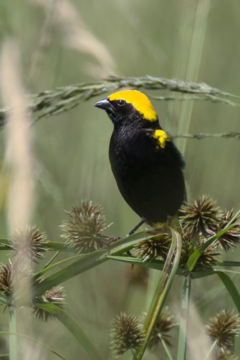 Yellow-crowned Bishop - ML648385495