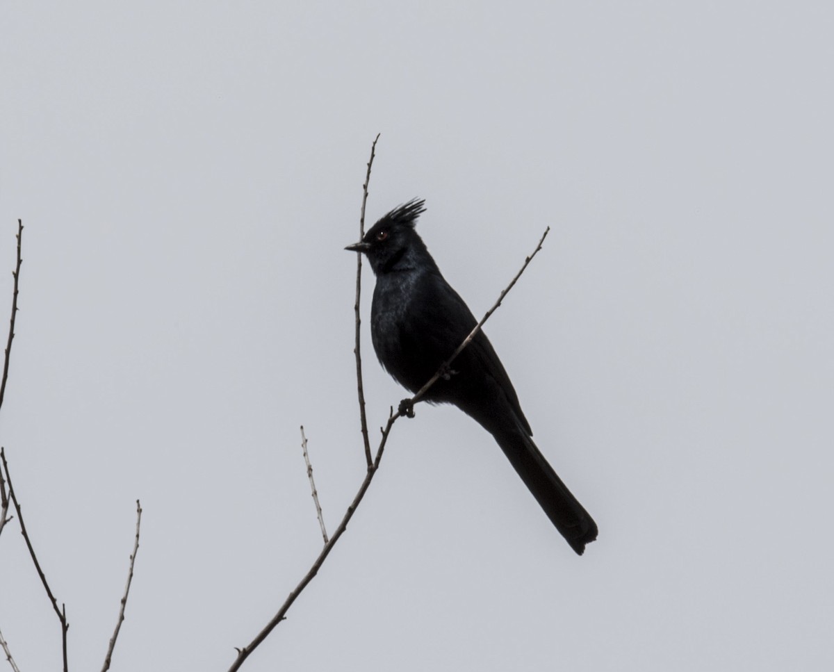 Phainopepla - ML648385624