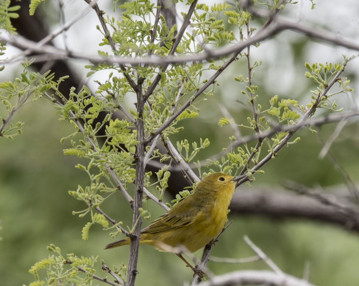 Northern Yellow Warbler - ML648385644