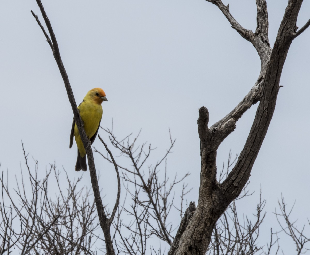 Western Tanager - ML648385664