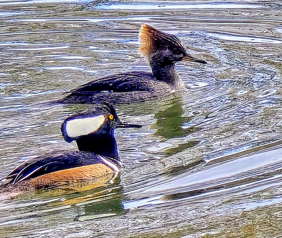 Hooded Merganser - ML648385735