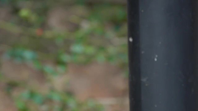 Wild Turkey - ML648386468