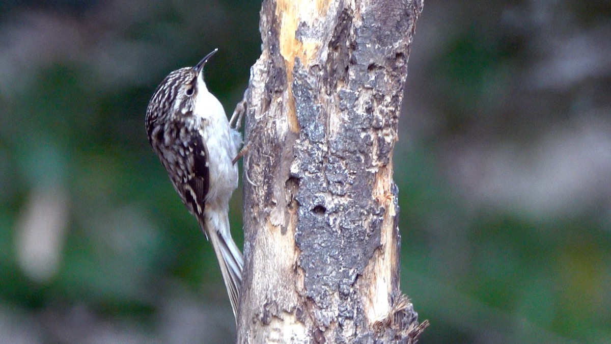 Brown Creeper - ML648386567
