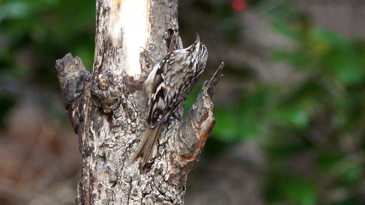 Brown Creeper - ML648386568