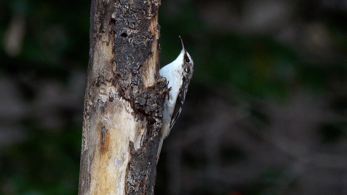 Brown Creeper - ML648386569