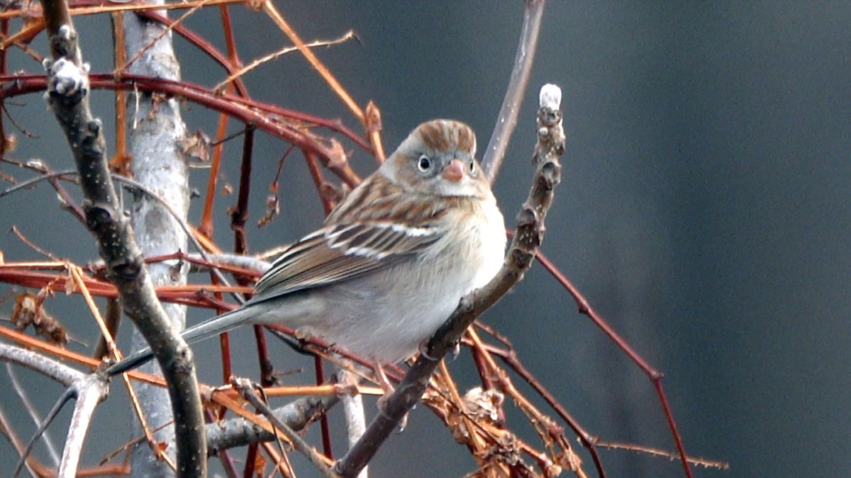 Field Sparrow - ML648386596