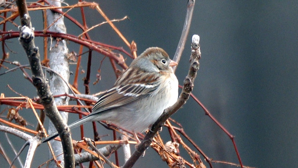 Field Sparrow - ML648386597
