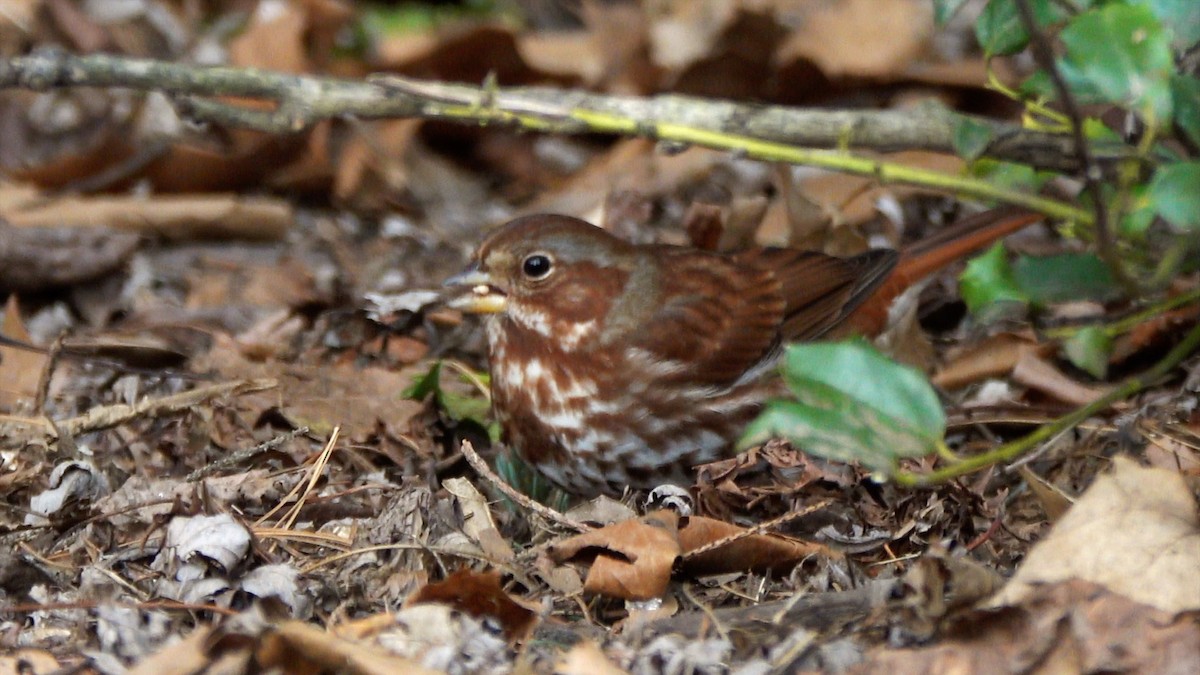 Fox Sparrow - ML648386601