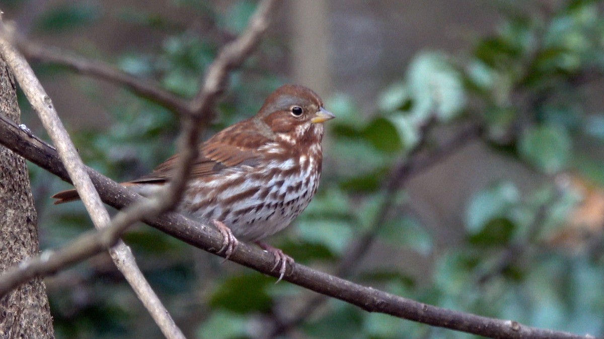 Fox Sparrow - ML648386602