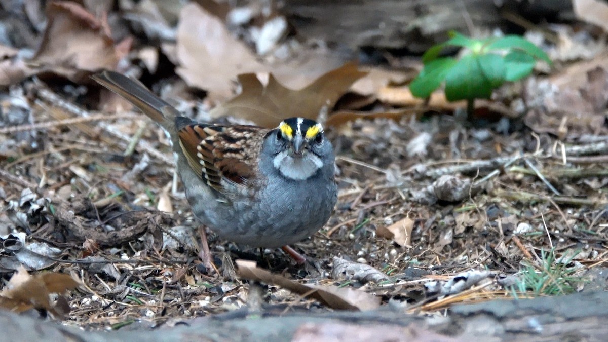White-throated Sparrow - ML648386629