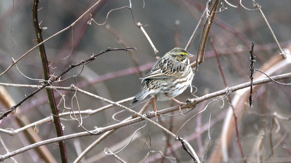 Savannah Sparrow - ML648386634